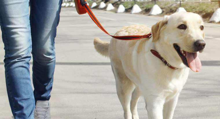 Promenade pour chiens