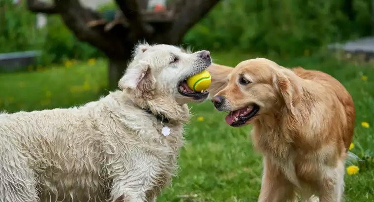 Dogsitter
